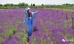 胶州最新爆料新闻,揭秘事件背后真相